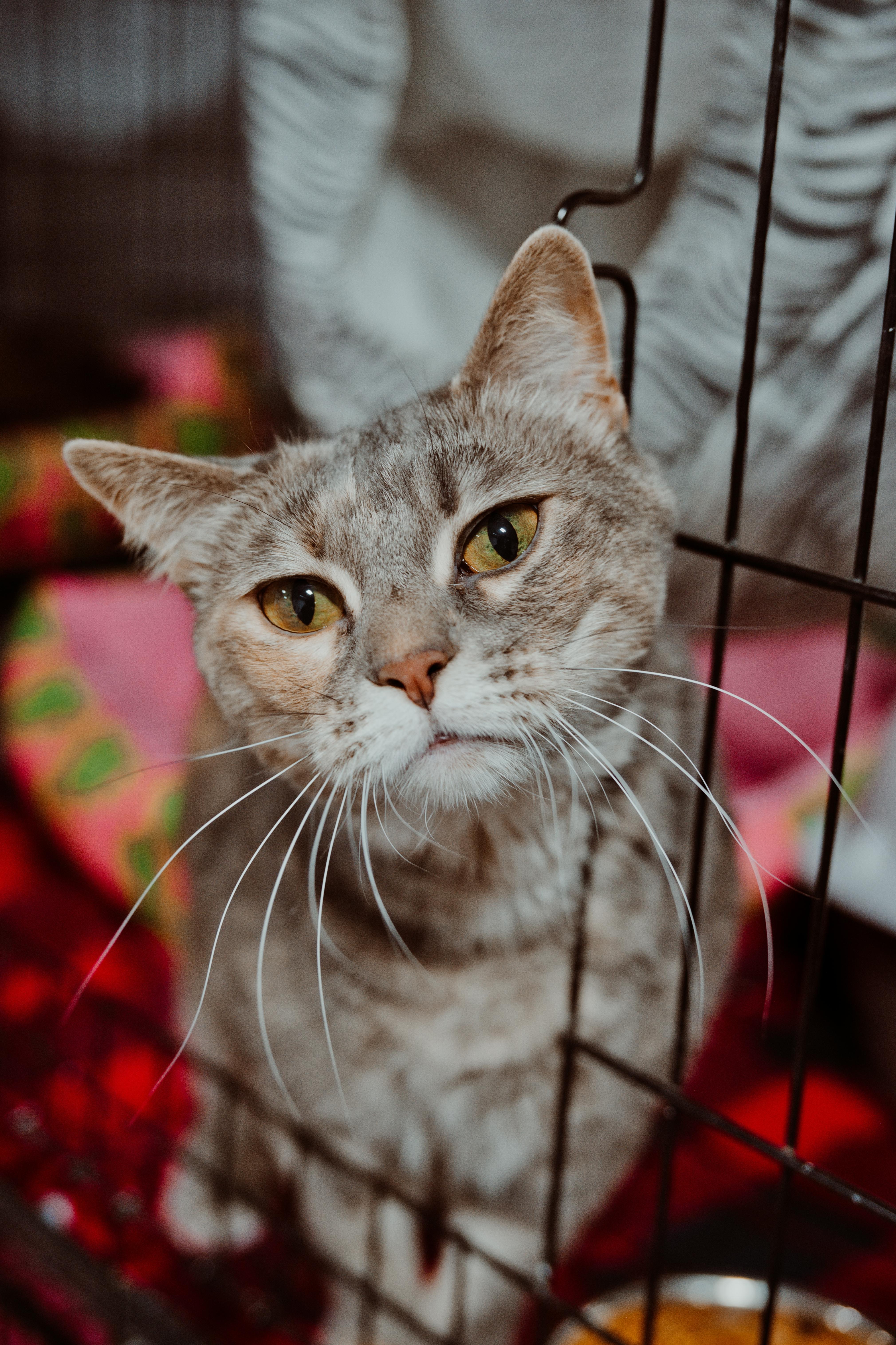 Miggy, Adoptable, Adult Female Domestic Short Hair.