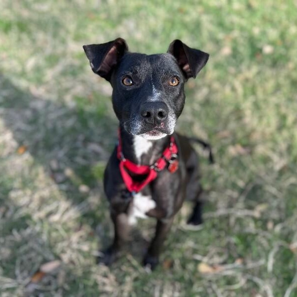 Gizmo Pint Sized Cuddle Buddy