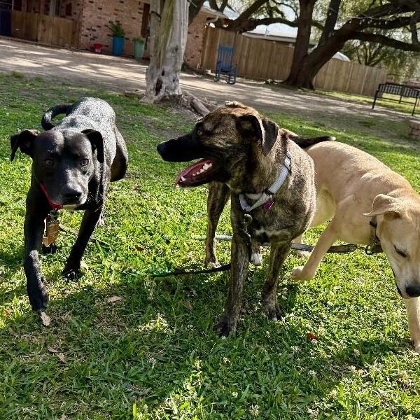 Gizmo Pint Sized Cuddle Buddy — thumbnail 2