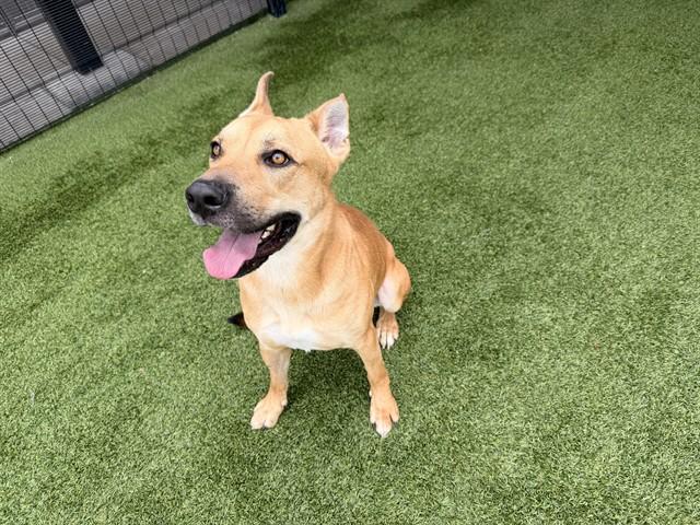 RUSSEL, Adoptable, Adult Male Labrador Retriever & Mixed Breed.