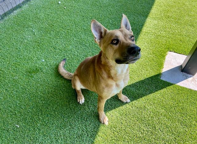 Enlarge RUSSEL, a Adoptable mixed breed in Garland, TX image 1/1