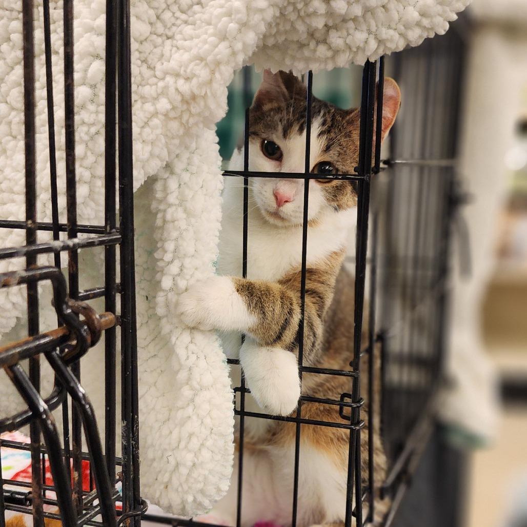 Piper, Adoptable, Young Female Domestic Short Hair.