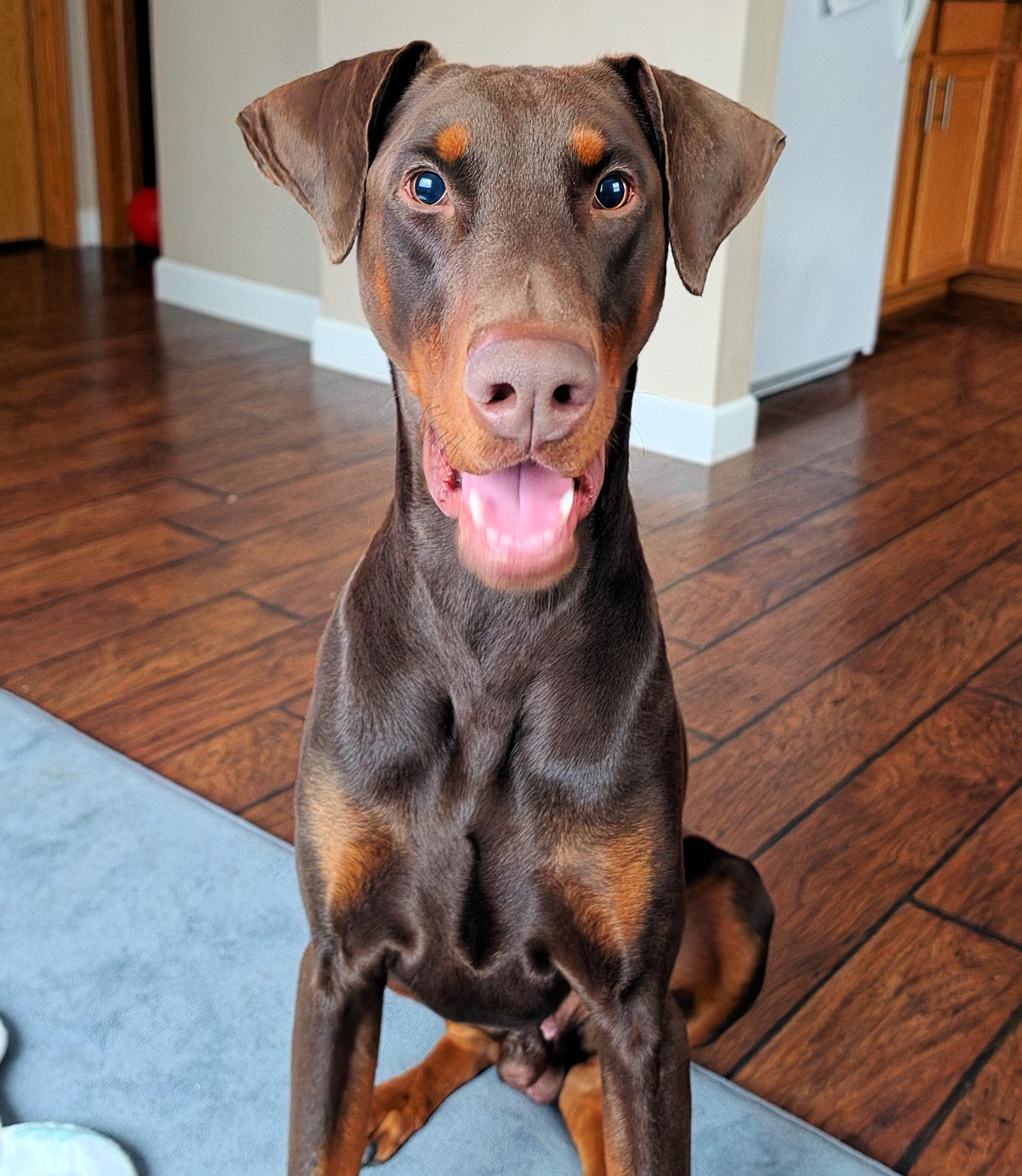 Enlarge Chase, a Adoptable Doberman Pinscher in Omaha, NE image 1/3