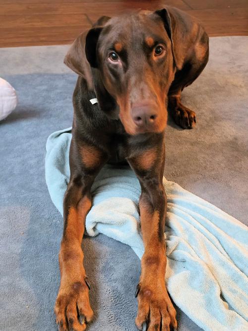 Enlarge Chase, a Adoptable Doberman Pinscher in Omaha, NE image 2/3