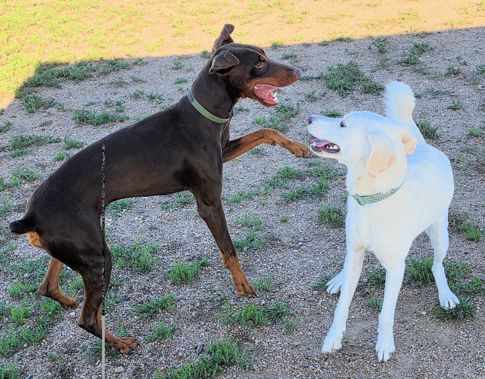 Enlarge Chase, a Adoptable Doberman Pinscher in Omaha, NE image 3/3