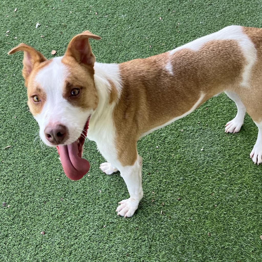 Buddy AKA Spruce 7609, Adoptable, Adult Male Labrador Retriever.