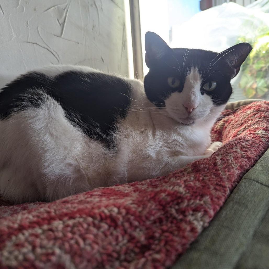 Enlarge Bonnie, a Adoptable Domestic Short Hair in PITTSBURGH, PA image 1/1