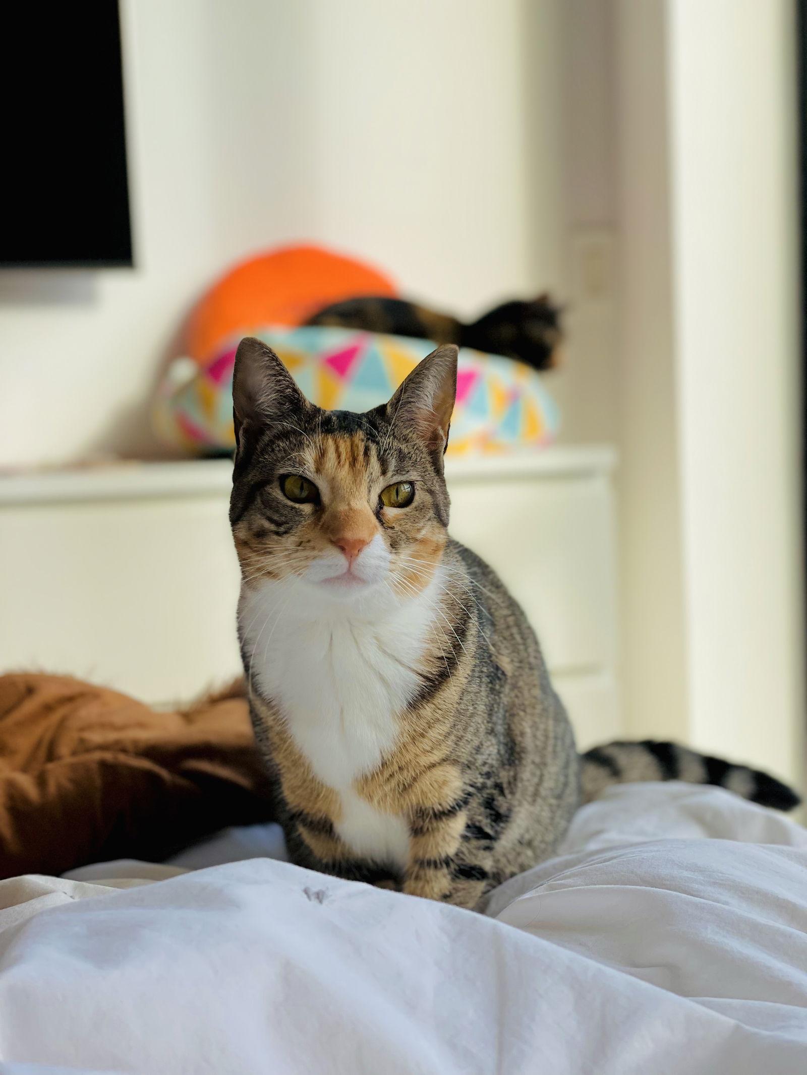 Enlarge Summer, a Adoptable Torbie in Brooklyn, NY image 1/3