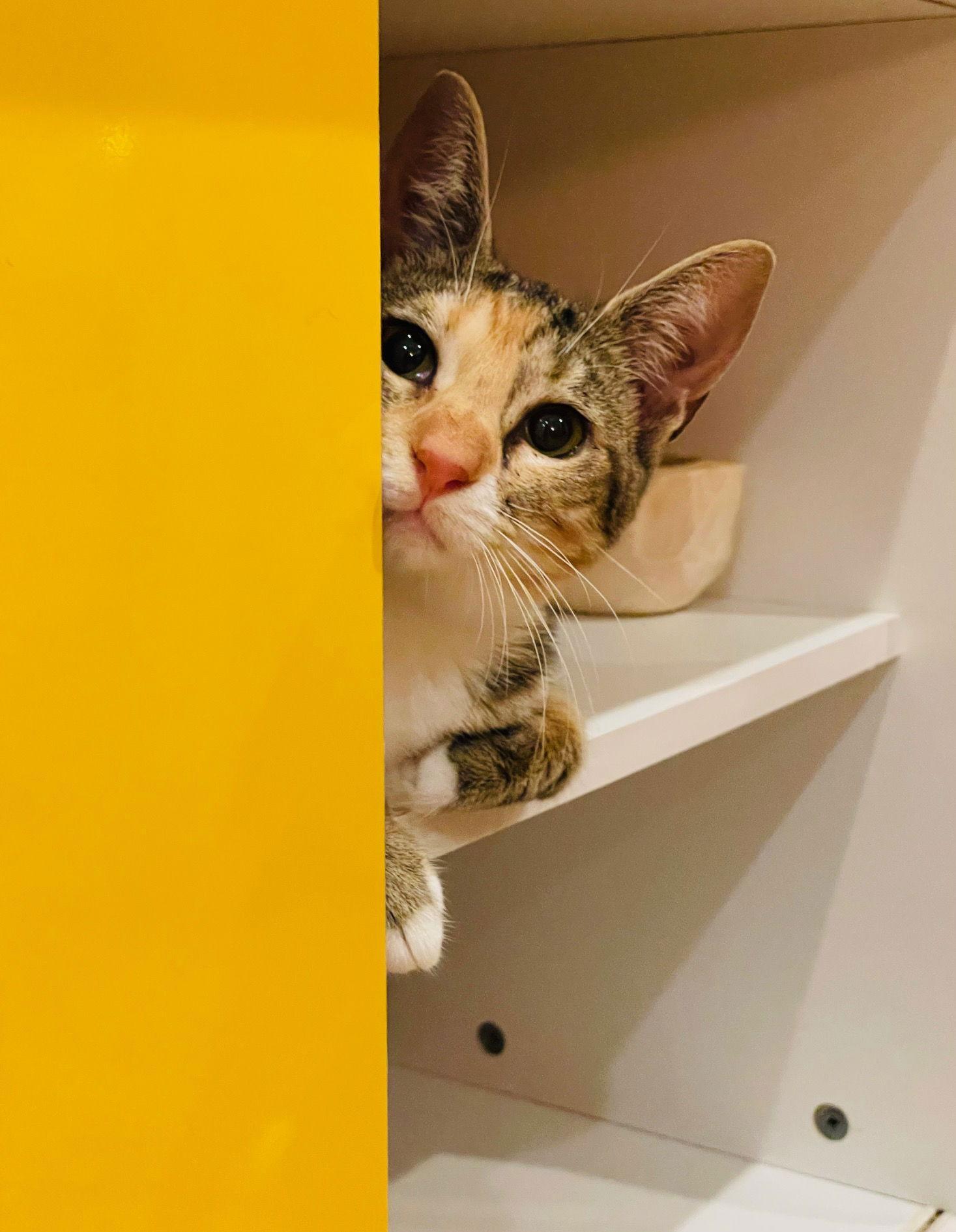 Enlarge Summer, a Adoptable Torbie in Brooklyn, NY image 2/3