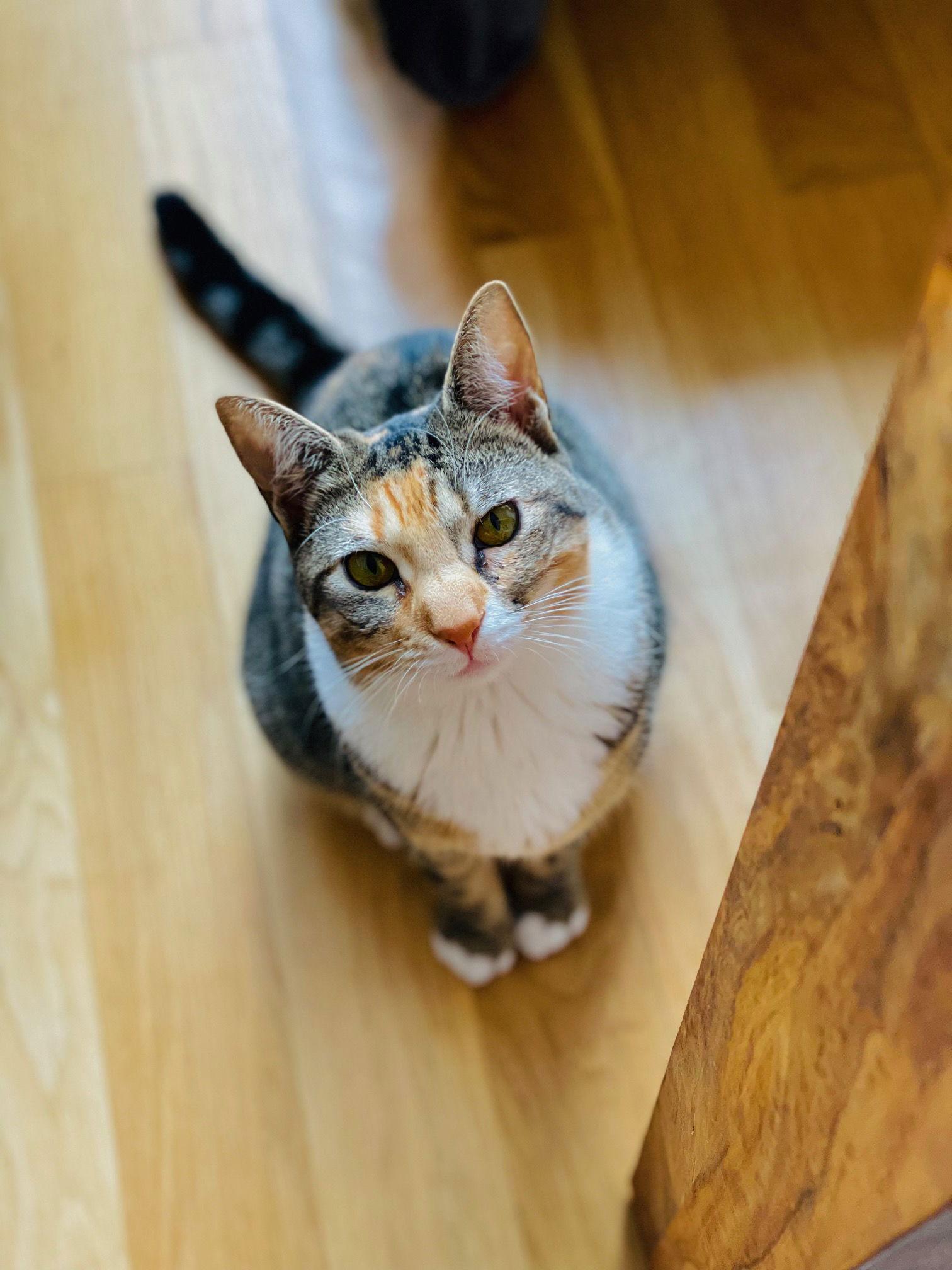Enlarge Summer, a Adoptable Torbie in Brooklyn, NY image 3/3