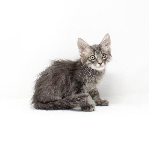 Zlatan, Adoptable, Kitten Male Domestic Medium Hair.