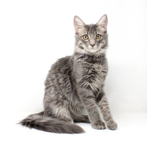 Enlarge Zlatan, a Adoptable Domestic Medium Hair in Florence, AZ image 2/2