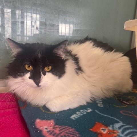 Cabbage, an adopted Domestic Long Hair in Hutchinson, MN image 2/2