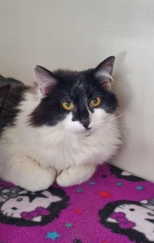 Cabbage, adopted, Young Male Domestic Long Hair.