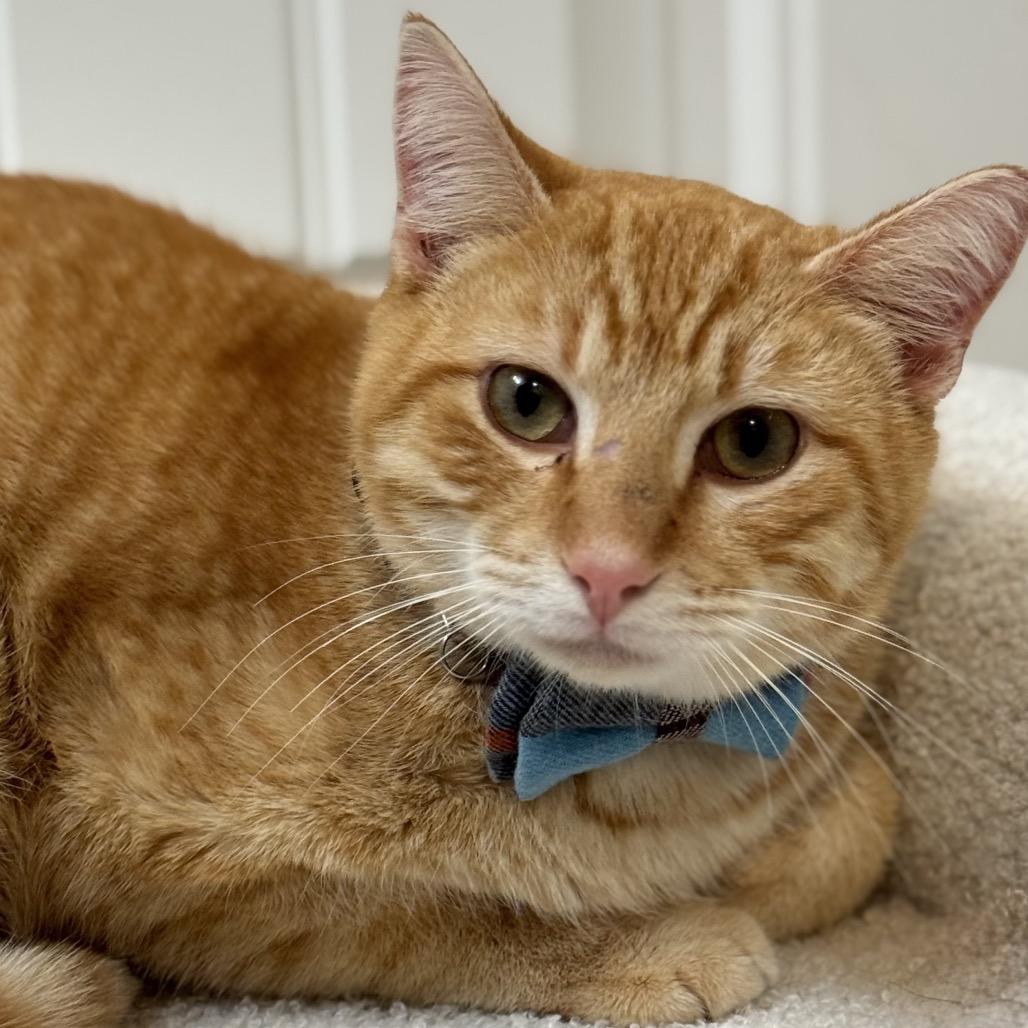 Enlarge Jack Jack, a Adoptable Domestic Short Hair in Boerne, TX image 1/6