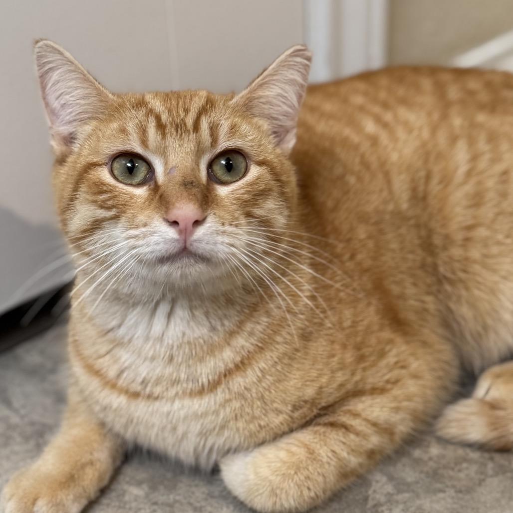Enlarge Jack Jack, a Adoptable Domestic Short Hair in Boerne, TX image 2/6