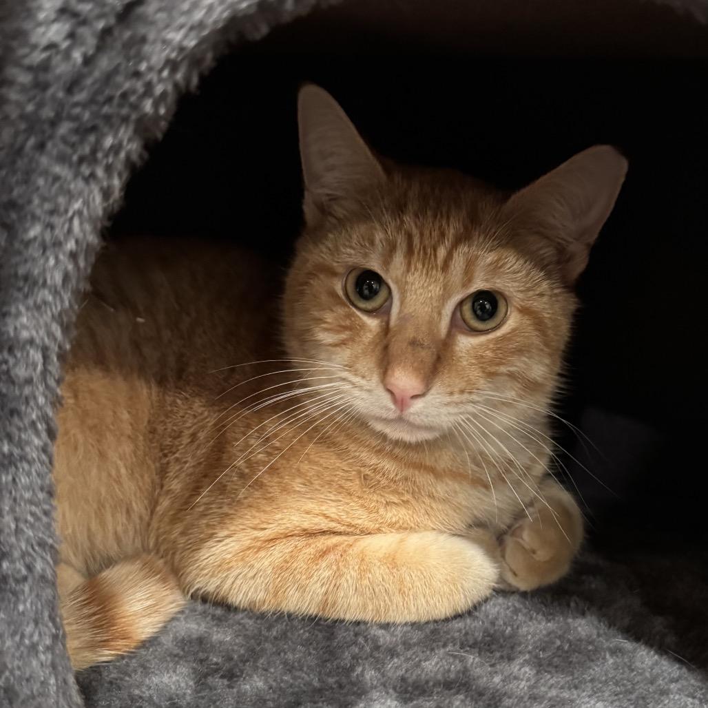 Enlarge Jack Jack, a Adoptable Domestic Short Hair in Boerne, TX image 3/6