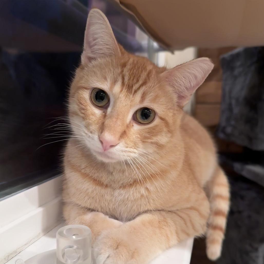 Enlarge Jack Jack, a Adoptable Domestic Short Hair in Boerne, TX image 4/6