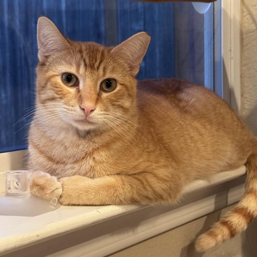 Enlarge Jack Jack, a Adoptable Domestic Short Hair in Boerne, TX image 5/6