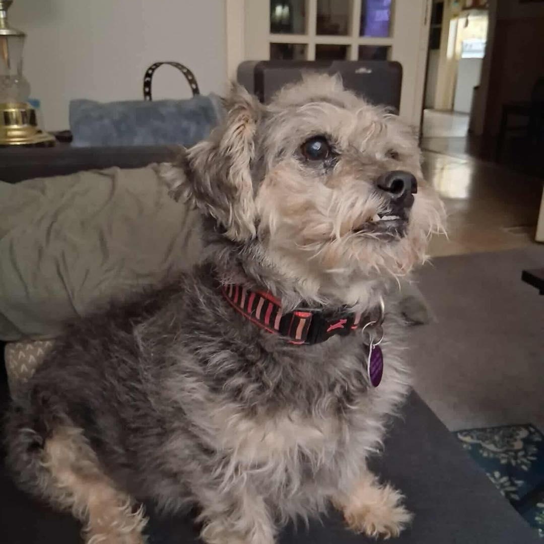 Enlarge Jasmine, a Adoptable mixed breed in St Thomas, ON image 1/4