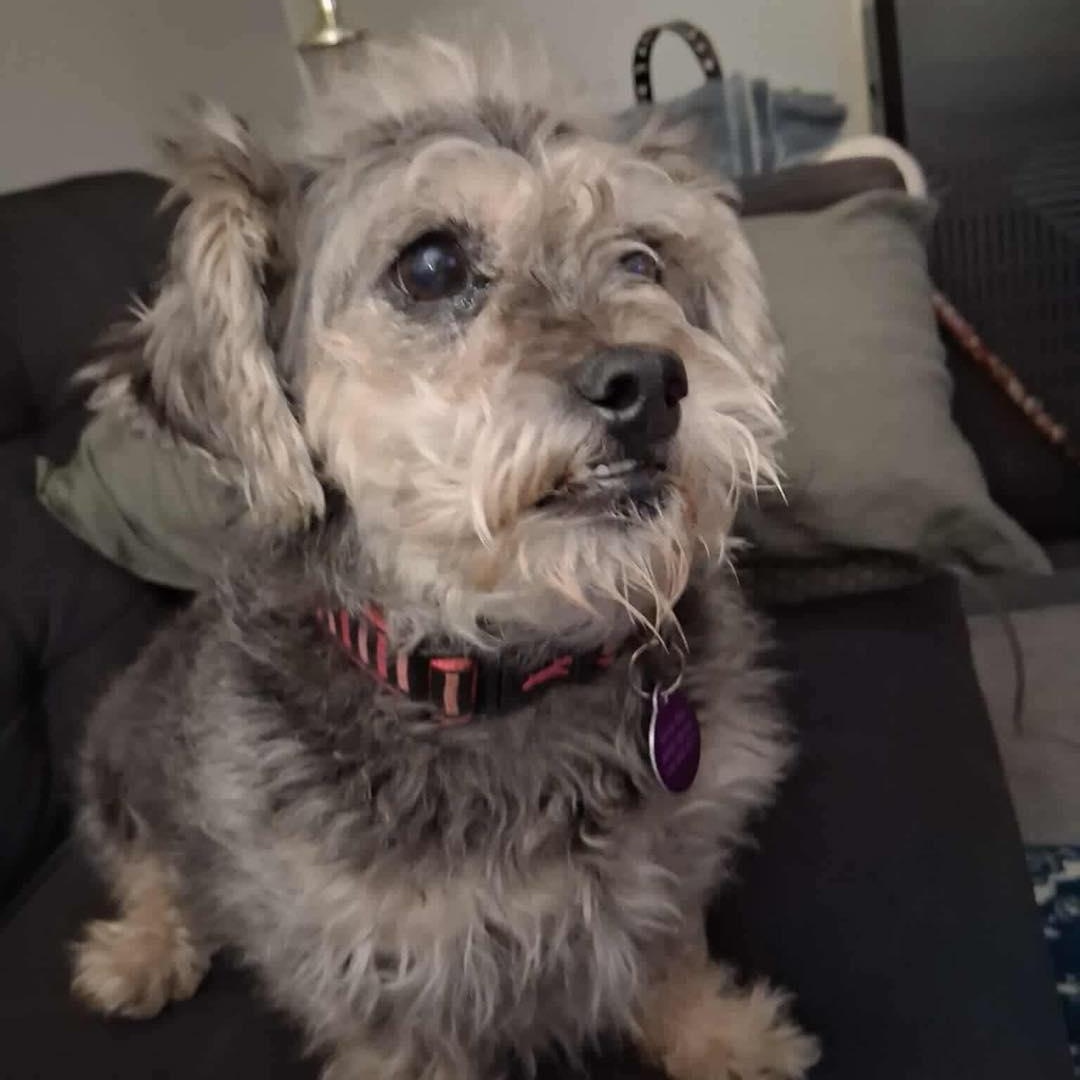 Enlarge Jasmine, a Adoptable mixed breed in St Thomas, ON image 2/4