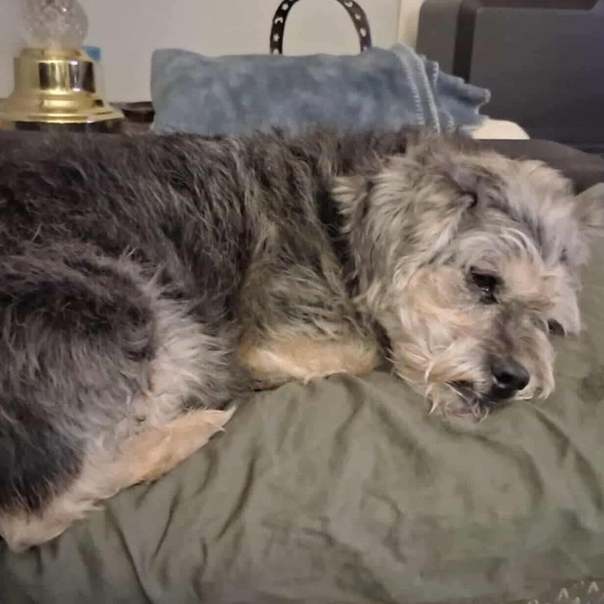 Enlarge Jasmine, a Adoptable mixed breed in St Thomas, ON image 3/4