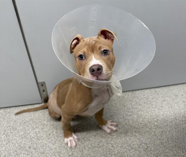 Enlarge ZEUS, a Adoptable mixed breed in Omaha, NE image 1/1