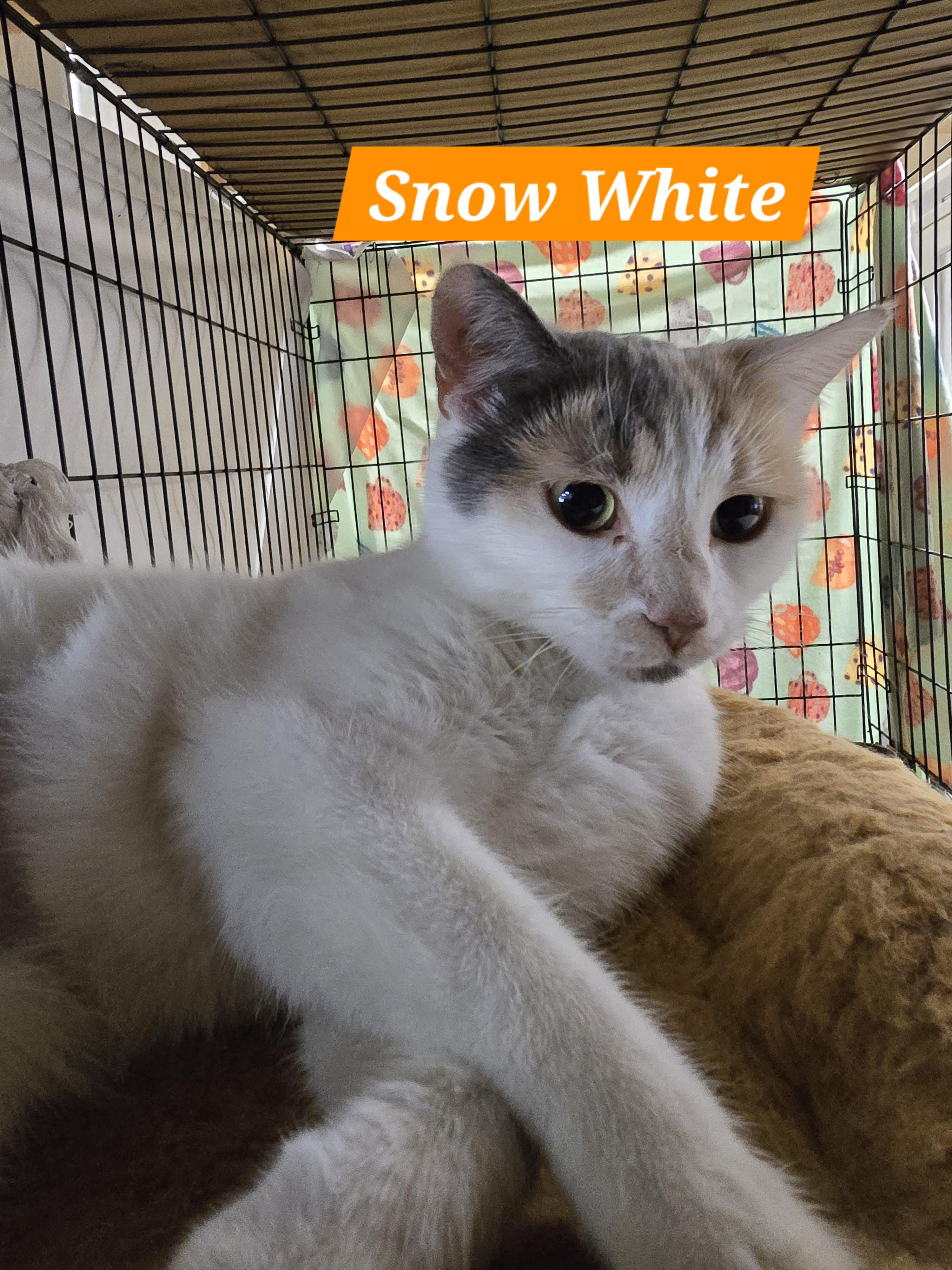 Snow White, Adult Female Calico