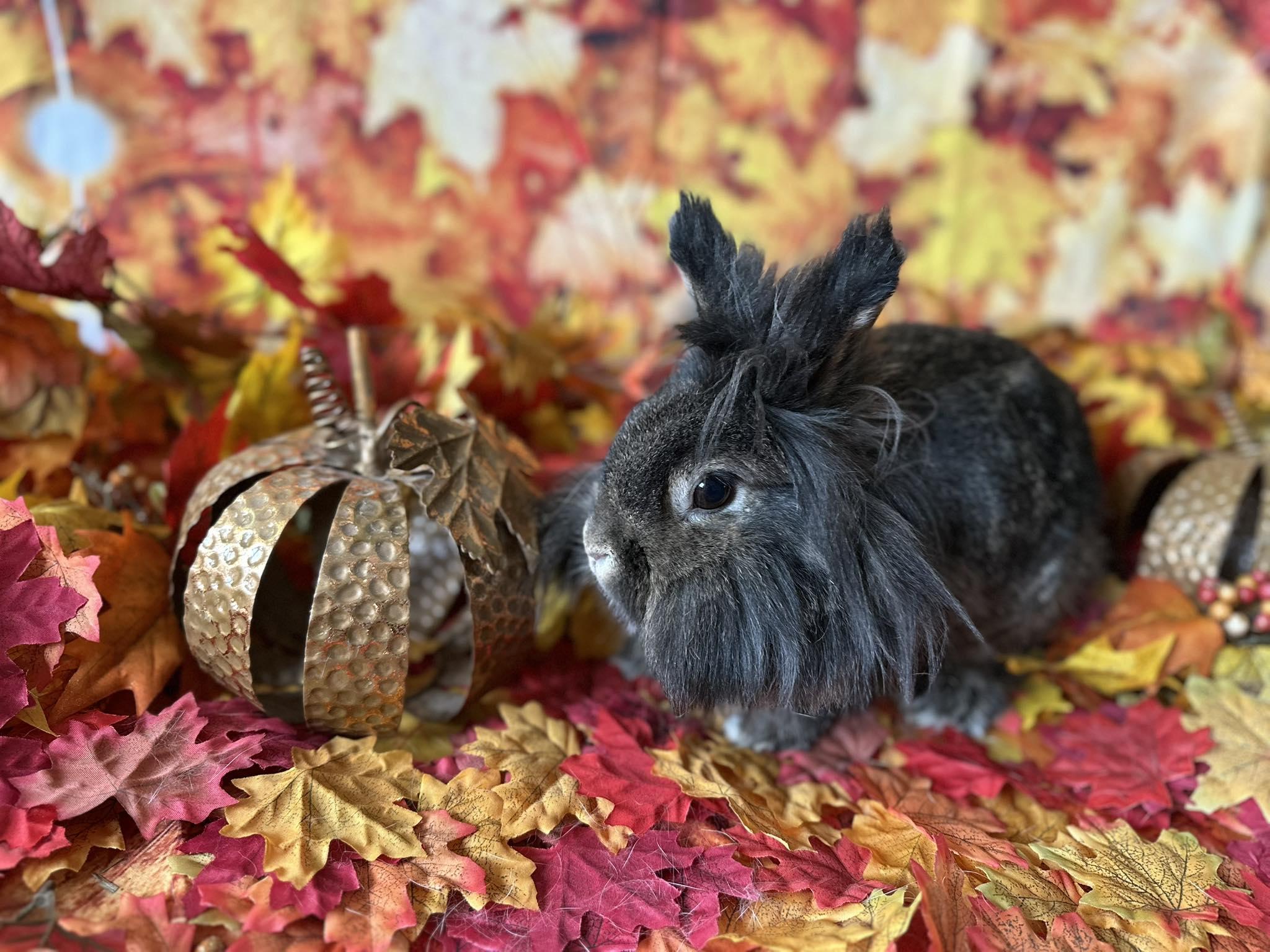 Honey, Adoptable, Adult Female Lionhead.