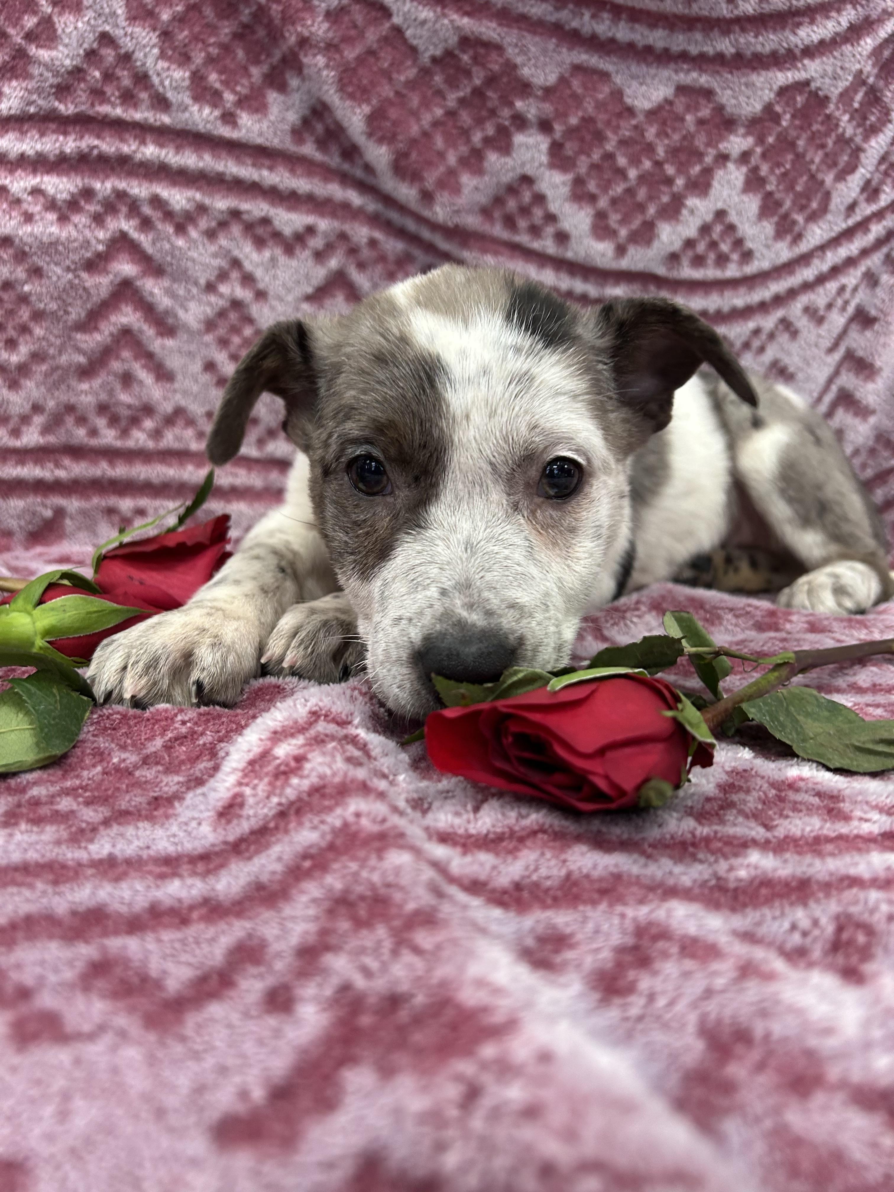 Darlin, Baby Female Australian Cattle Dog / Blue Heeler