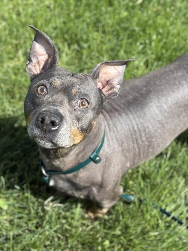Fletcher, Adoptable, Adult Male Dachshund & Terrier.
