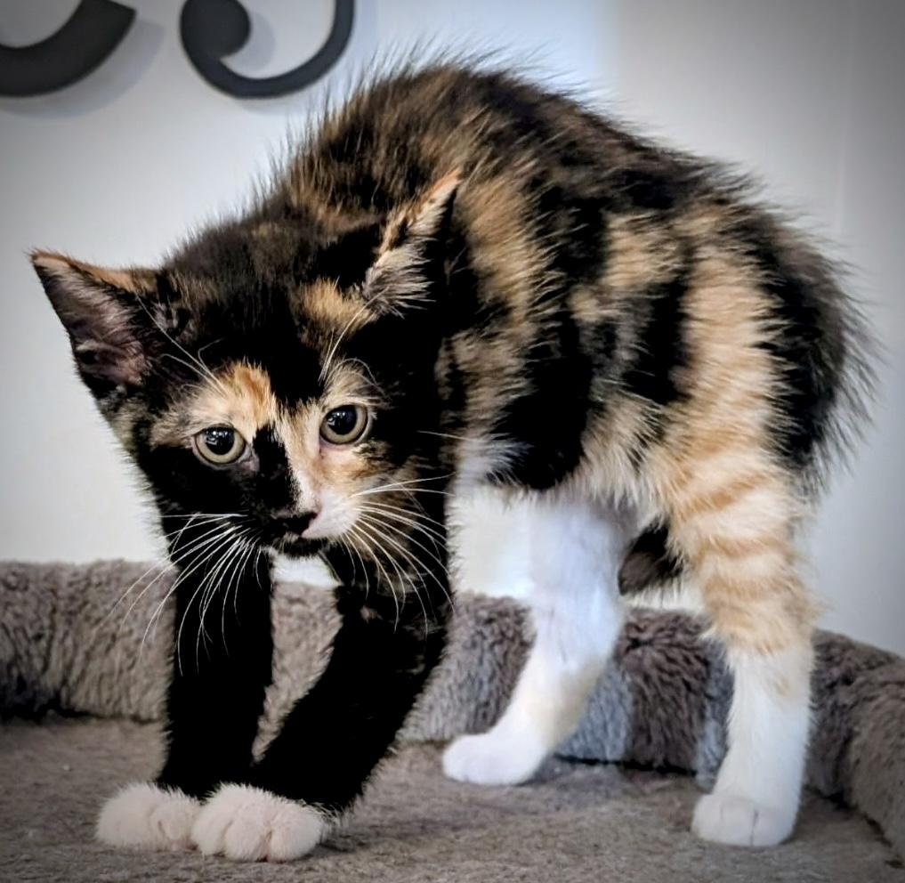 KELLY, Adoptable, Young Female Domestic Short Hair.