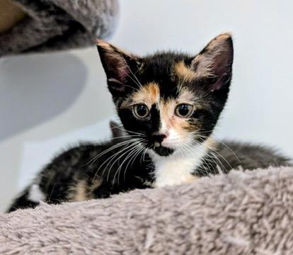 Enlarge KELLY, a Adoptable Domestic Short Hair in KENTON, DE image 5/6