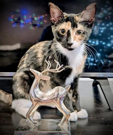 Enlarge KELLY, a Adoptable Domestic Short Hair in KENTON, DE image 1/6