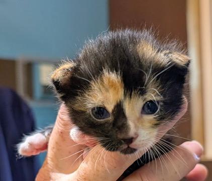 Enlarge KELLY, a Adoptable Domestic Short Hair in KENTON, DE image 6/6