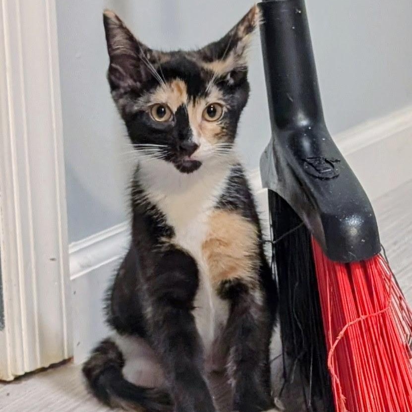 Enlarge KELLY, a Adoptable Domestic Short Hair in KENTON, DE image 3/6