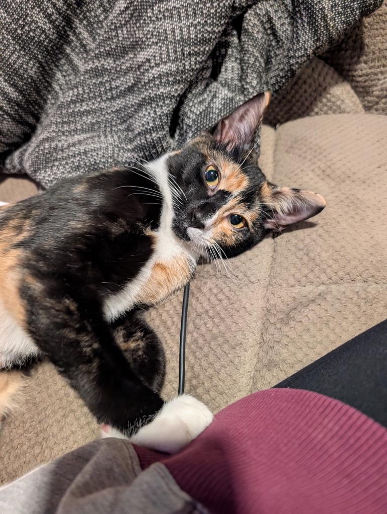 Enlarge KELLY, a Adoptable Domestic Short Hair in KENTON, DE image 5/6