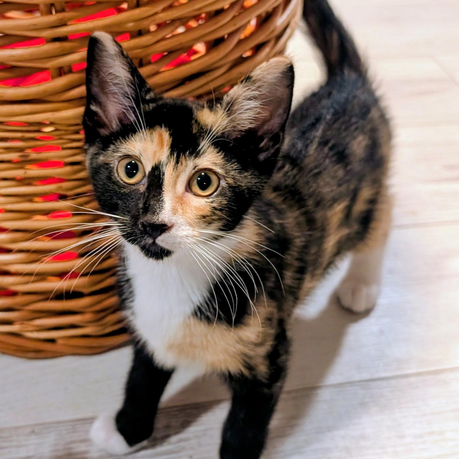 Enlarge KELLY, a Adoptable Domestic Short Hair in KENTON, DE image 1/6