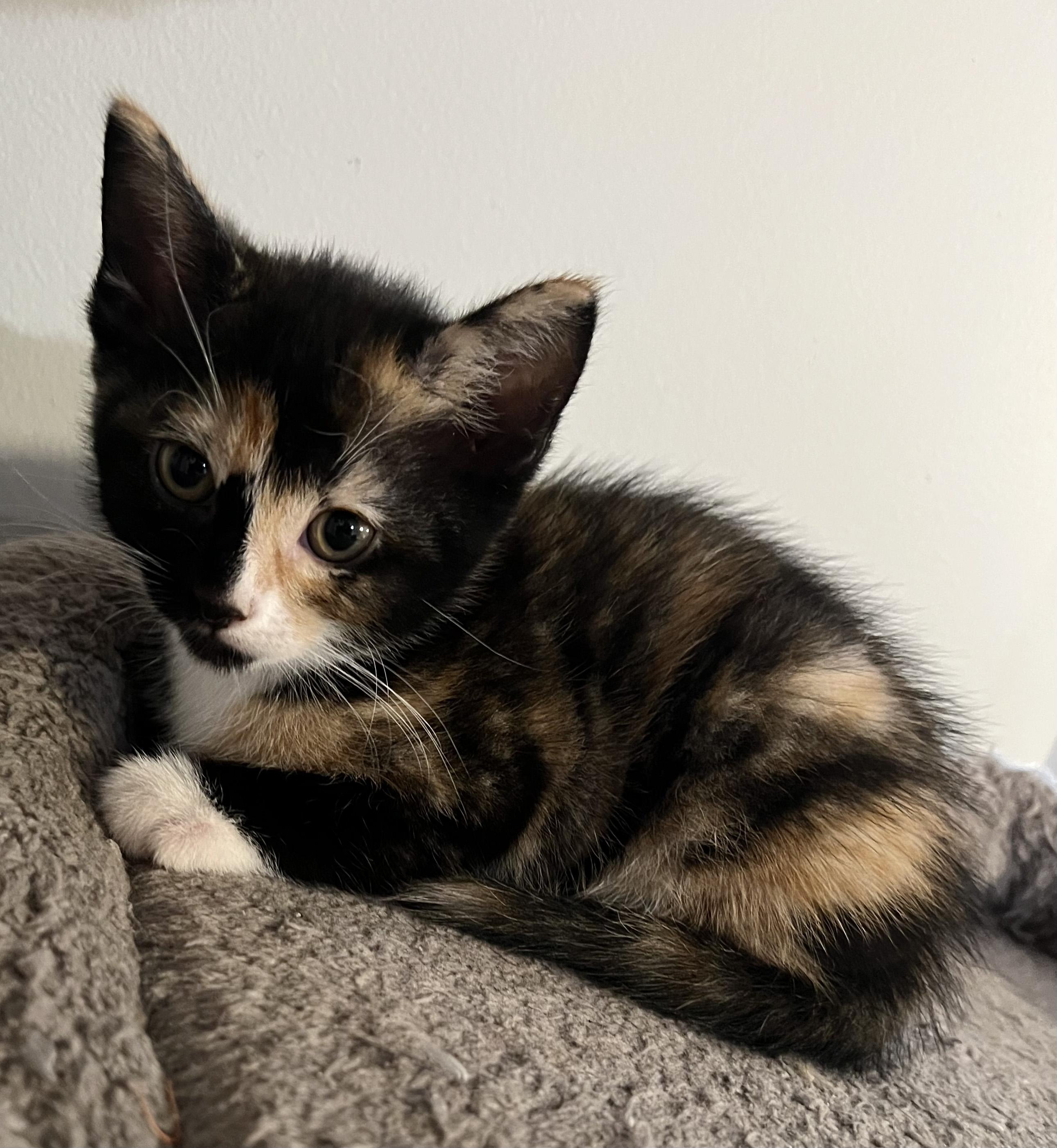 Enlarge KELLY, a Adoptable Domestic Short Hair in KENTON, DE image 4/6