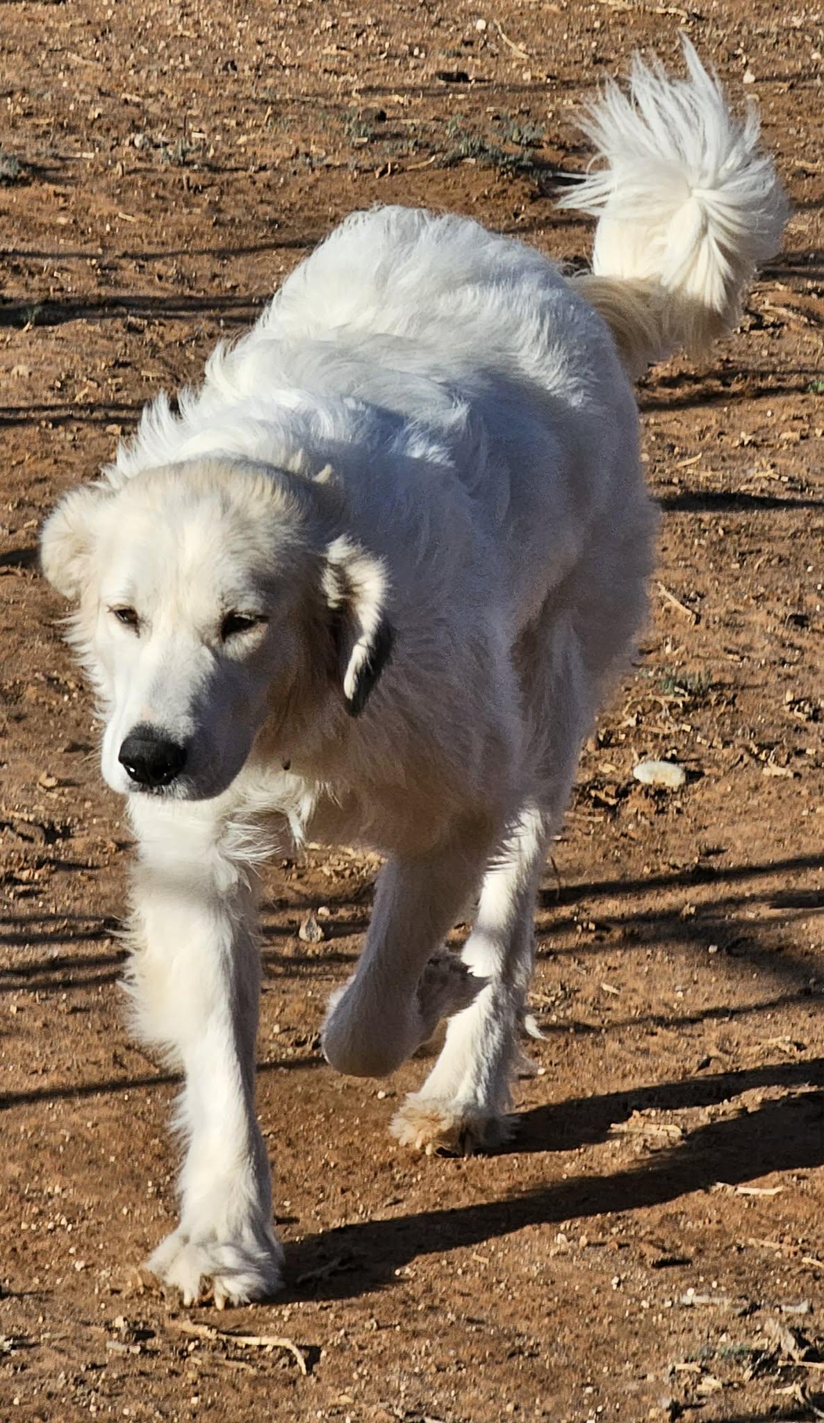WINNIE, Adopted, Young Female Great Pyrenees & Golden Retriever.