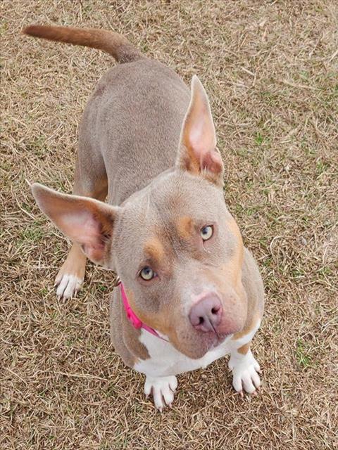 SUGAR, Adoptable, Young Female Staffordshire Bull Terrier.