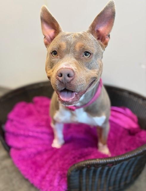SUGAR, Adoptable, Young Female Staffordshire Bull Terrier.
