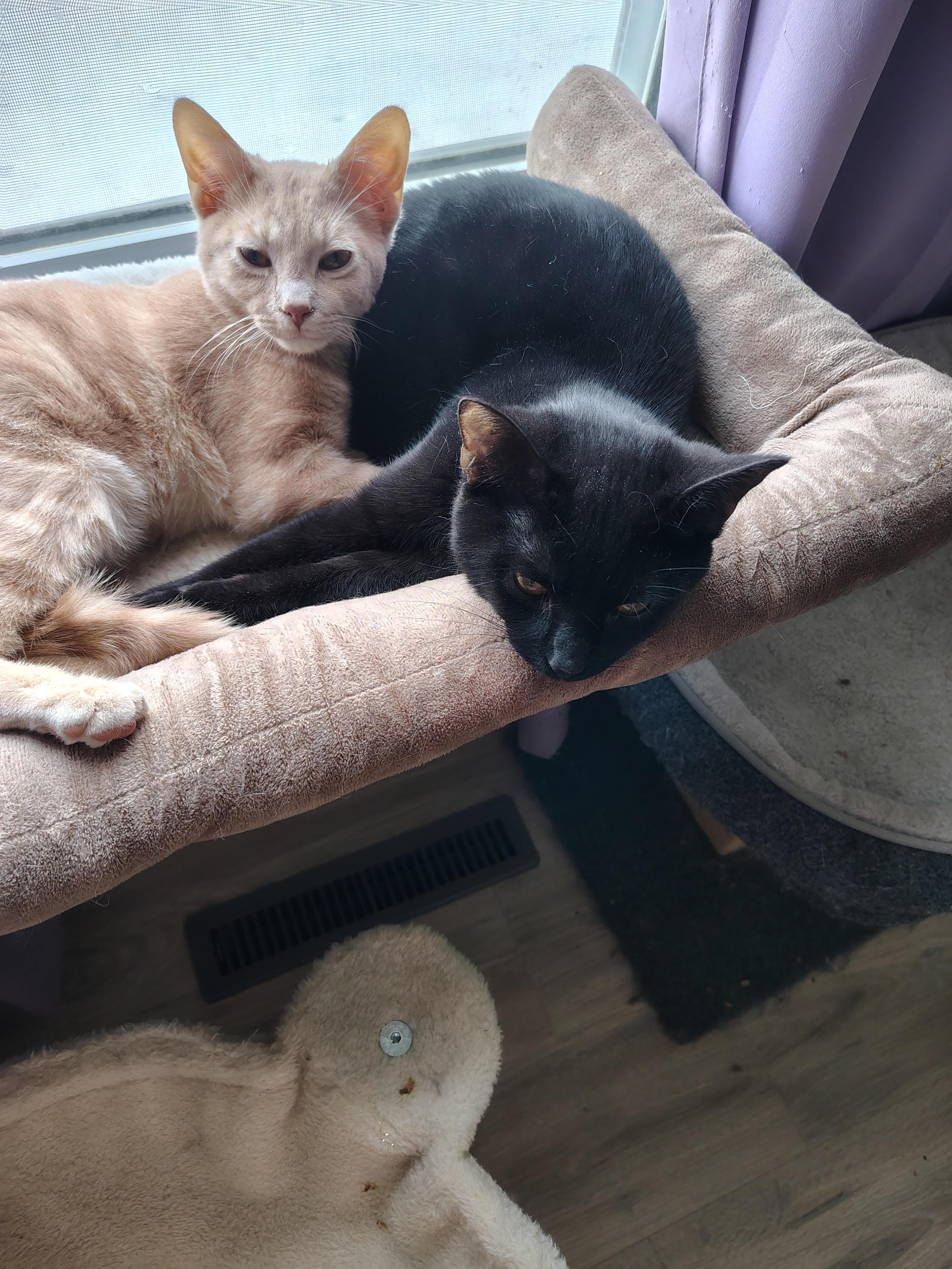Max and Robin, Adoptable, Young Male Domestic Short Hair.
