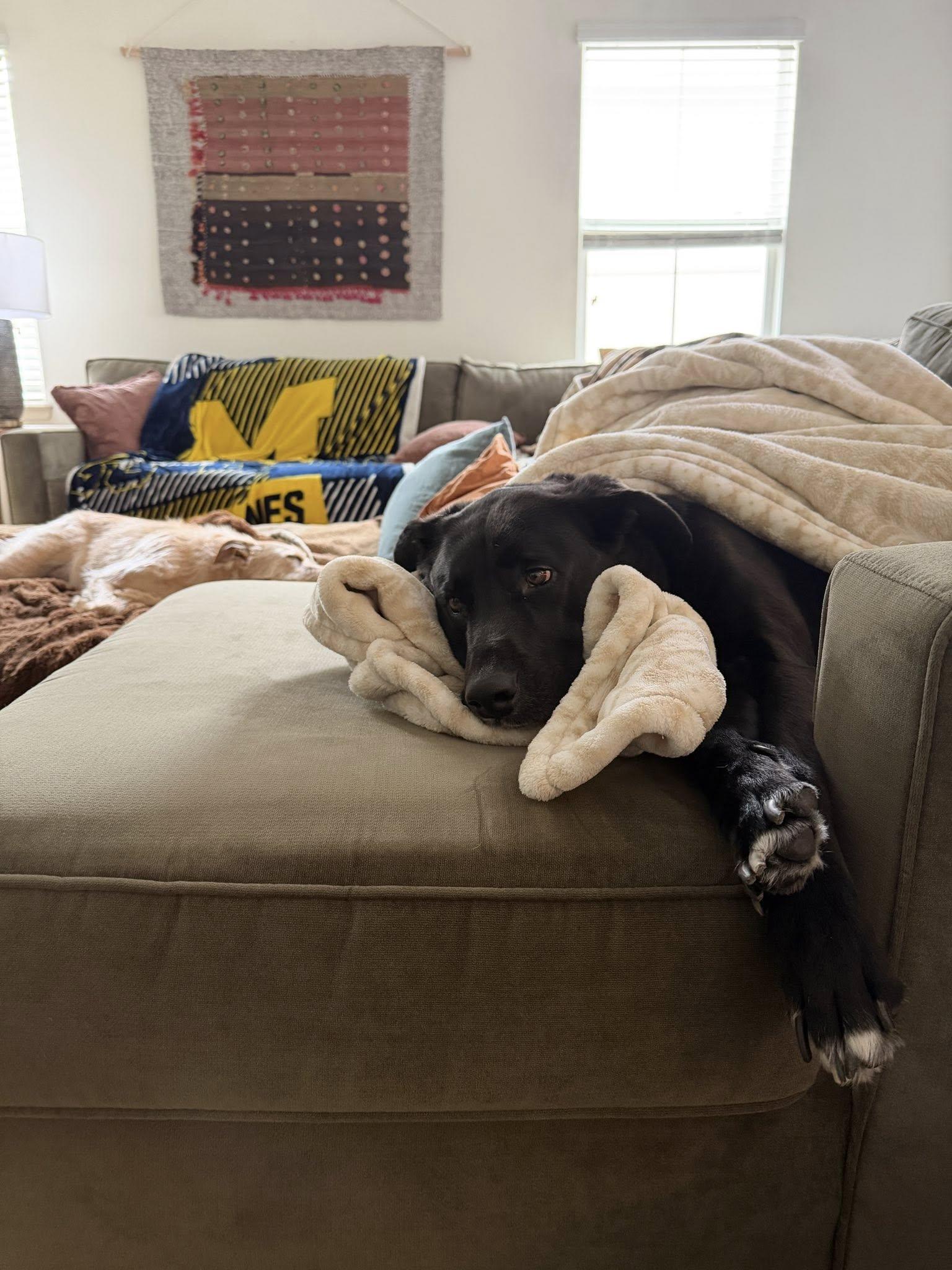 Milo, ADOPTABLE, Young Male Labrador Retriever.