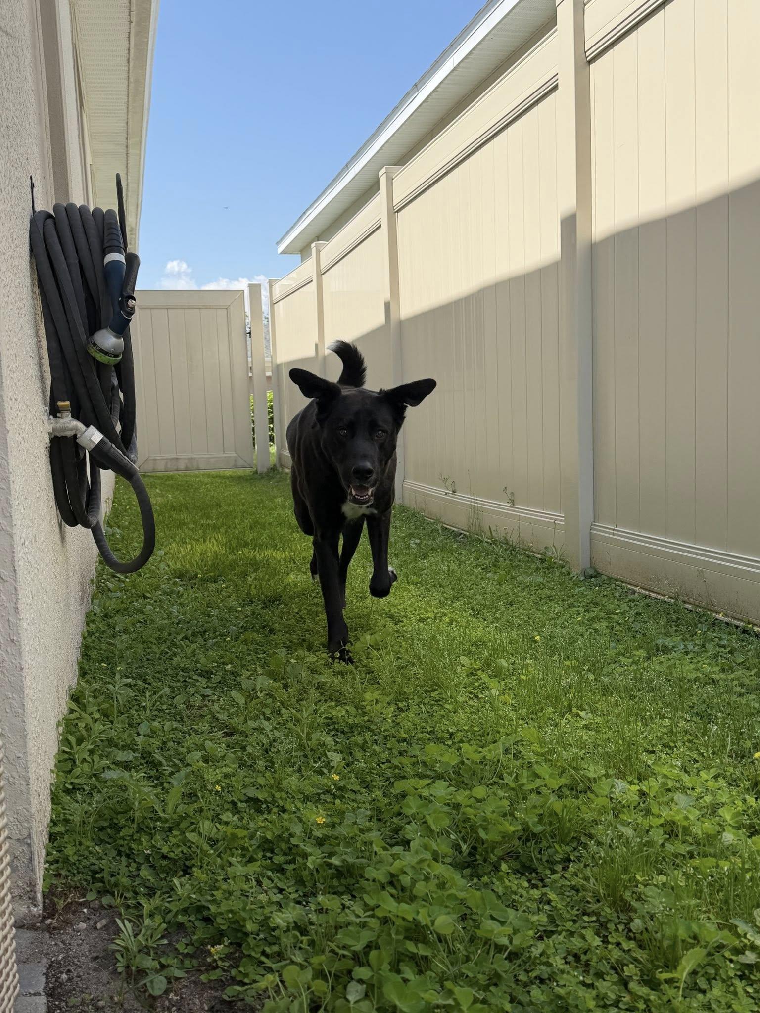 Enlarge Milo, a ADOPTABLE mixed breed in New Smyrna Beach, FL image 5/6
