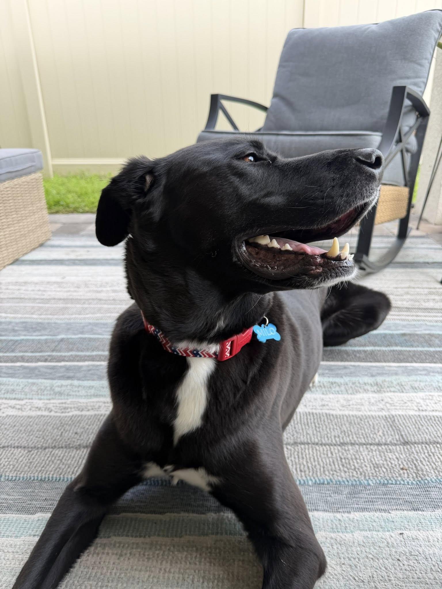 Enlarge Milo, a ADOPTABLE mixed breed in New Smyrna Beach, FL image 4/6