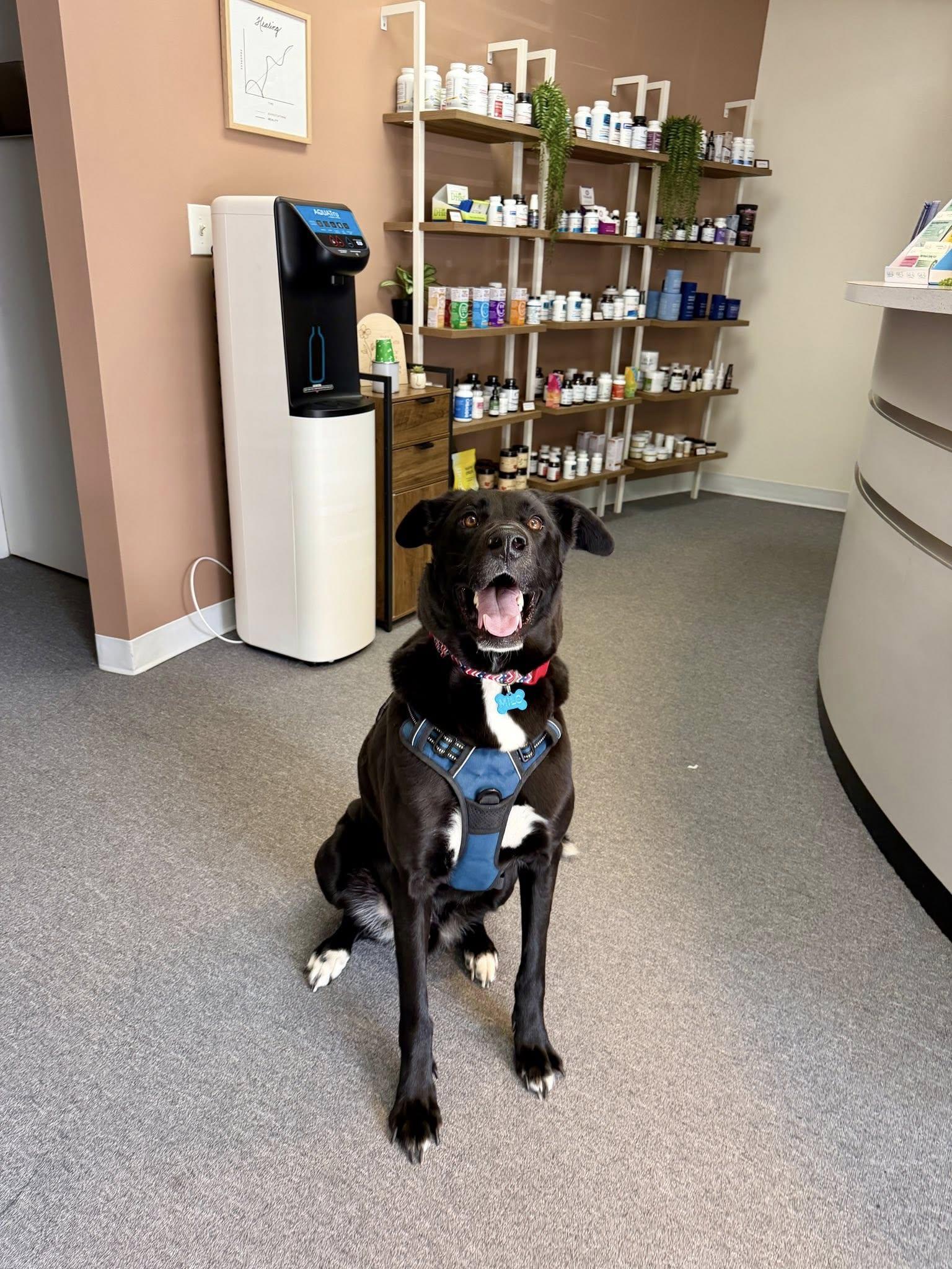 Enlarge Milo, a ADOPTABLE mixed breed in New Smyrna Beach, FL image 6/6