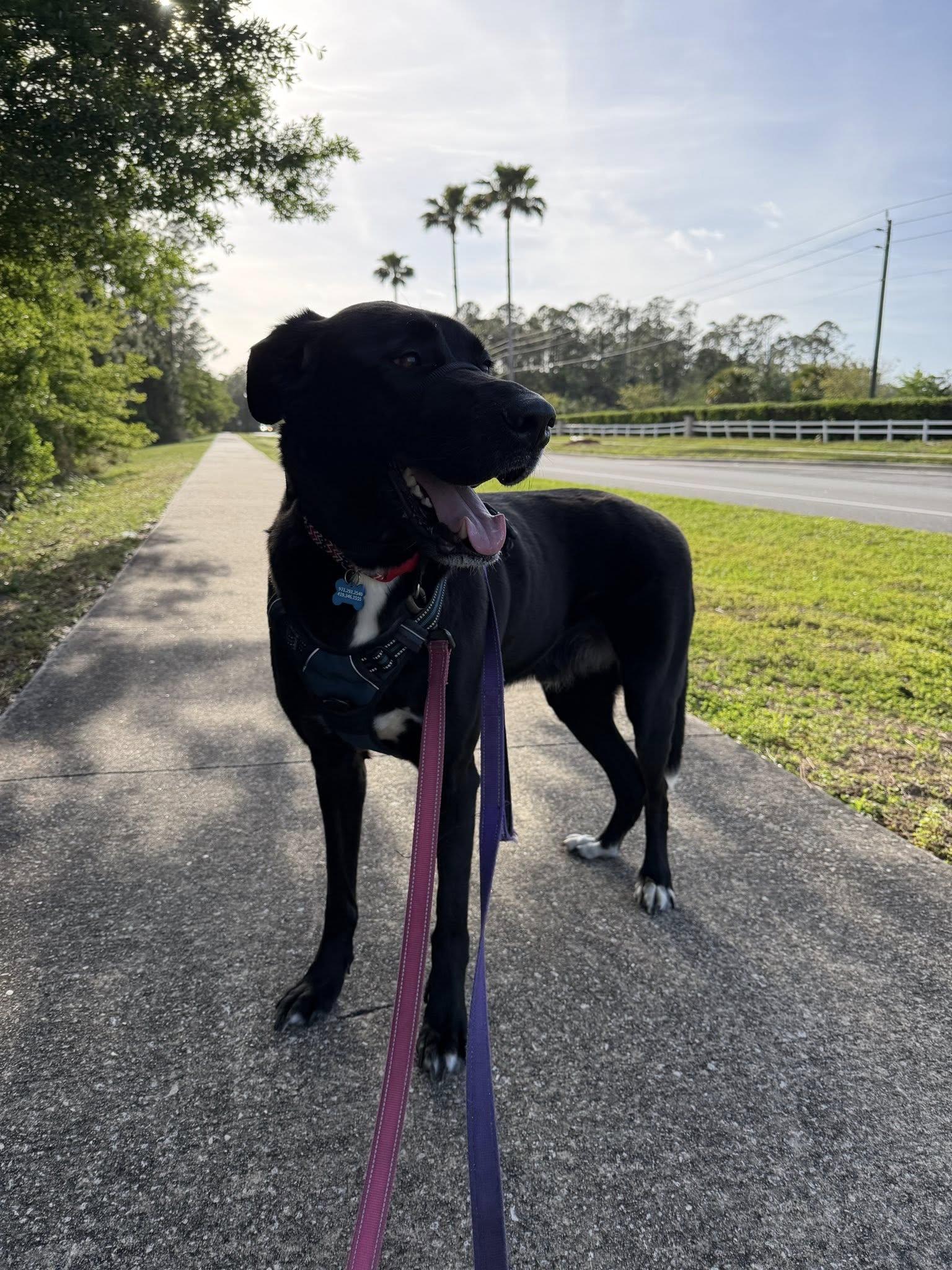 Enlarge Milo, a ADOPTABLE mixed breed in New Smyrna Beach, FL image 3/6