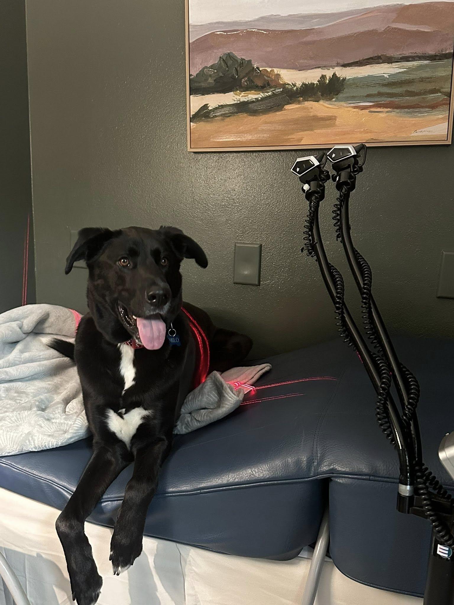 Enlarge Milo, a ADOPTABLE mixed breed in New Smyrna Beach, FL image 2/6