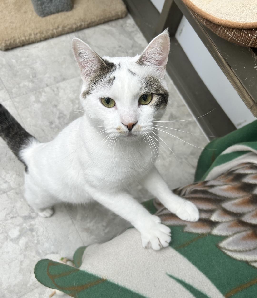 Chiara, adoptable, Kitten Female Domestic Short Hair.